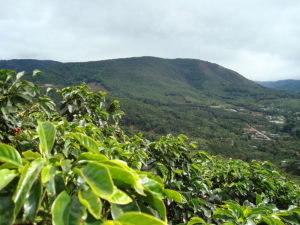 A coffee farm of San Marcos, Costa Rica.