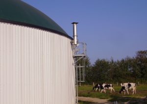 Some cows near an anaerobic digester tank. Photo by Wikimedia Commons.