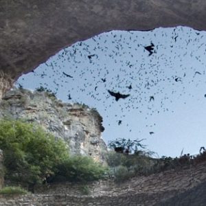 Bats Flying at Carlsbad Caverns