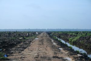 Deforestation in Indonesia: Wikimedia Commons