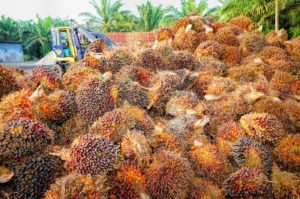 Oil palm fruit on a plantation : Pixabay